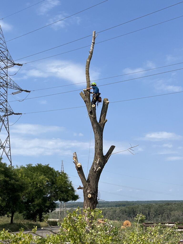 arboricultura doborare arbori